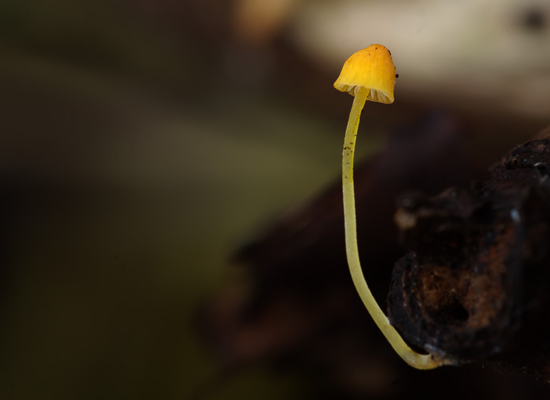 Mycena acicula